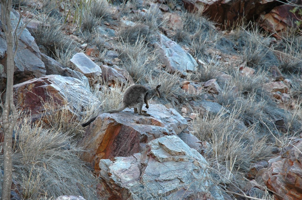 Rock Wallaby